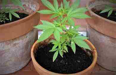  Cannabis, Cassazione: piante casa legali 
